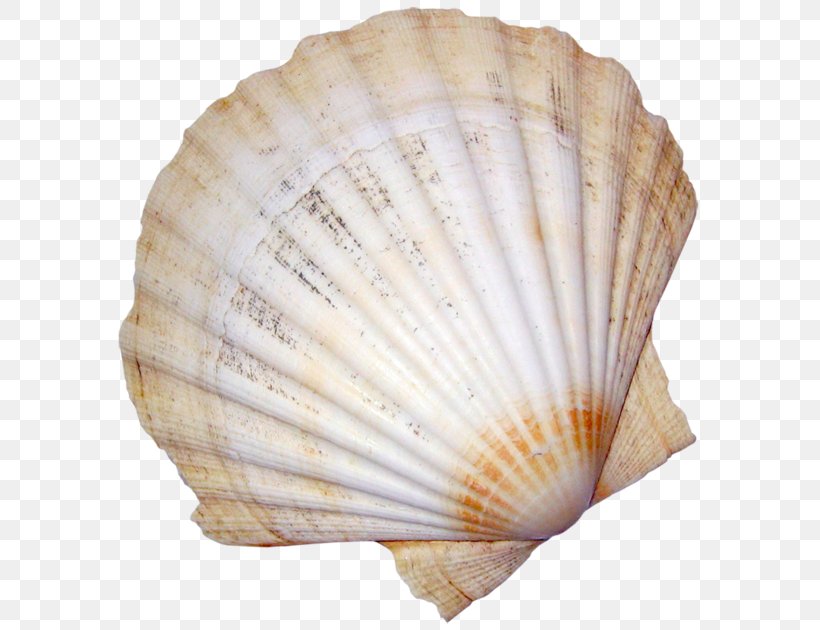 Conchology Cockle Seashell Mollusc Shell, PNG, 600x630px, Conchology, Asi, Clam, Clams Oysters Mussels And Scallops, Cockle Download Free