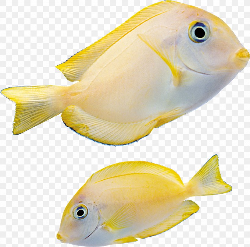 Fish PhotoScape ICO, PNG, 1767x1749px, Fish, Adobe Fireworks, Bony Fishes, Fauna, Fish Products Download Free