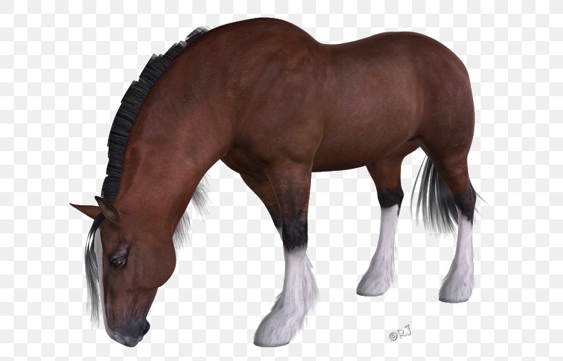 Mane Mustang Stallion Halter Rein, PNG, 640x526px, Mane, Animal Figure, Colt, Halter, Horse Download Free