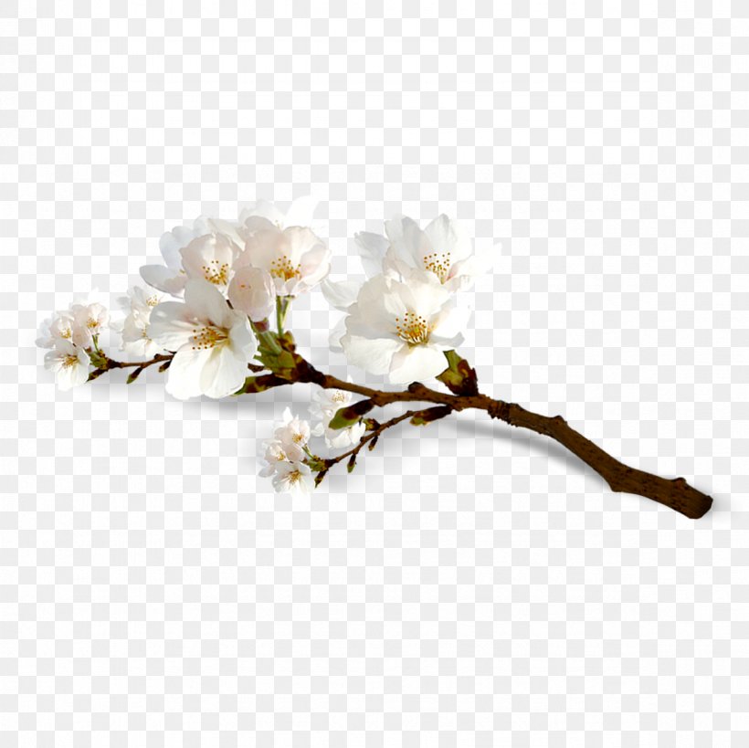 National Cherry Blossom Festival Flower, PNG, 1181x1181px, Blossom, Branch, Cerasus, Cherry, Cherry Blossom Download Free