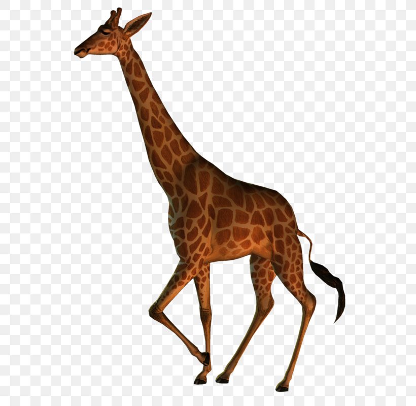 Northern Giraffe Masai Giraffe Wildlife Animal Image, PNG, 600x800px, Northern Giraffe, Animal, Animal Figure, Animal Sauvage, Cartoon Download Free