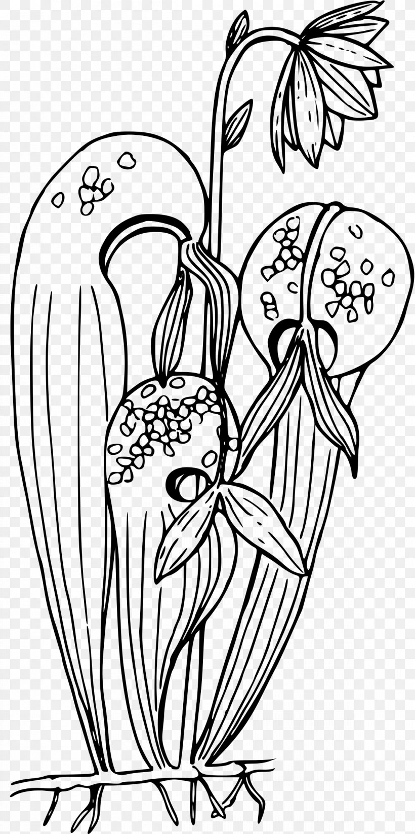 Sarracenia Purpurea Pitcher Plant Carnivorous Plant Darlingtonia Californica Clip Art, PNG, 1196x2400px, Watercolor, Cartoon, Flower, Frame, Heart Download Free