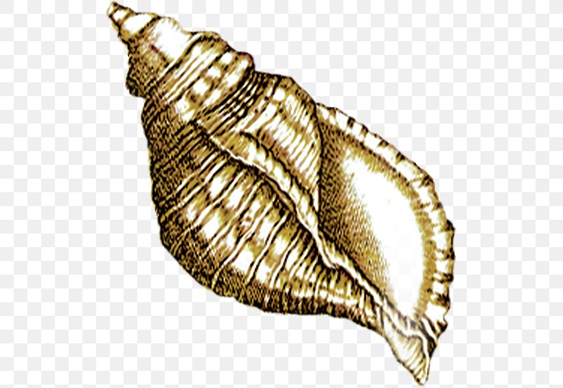 Sea Snail Seashell, PNG, 514x565px, Snail, Cartoon, Conch, Conchology, Invertebrate Download Free