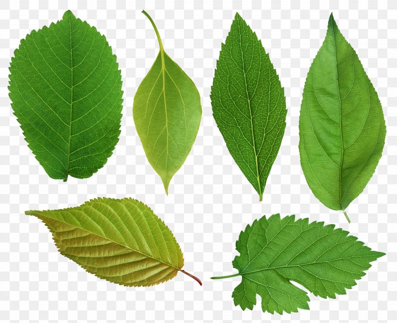 Leaf Clip Art, PNG, 2663x2165px, Leaf, Autumn Leaf Color, Herbalism, Image File Formats, Image Resolution Download Free