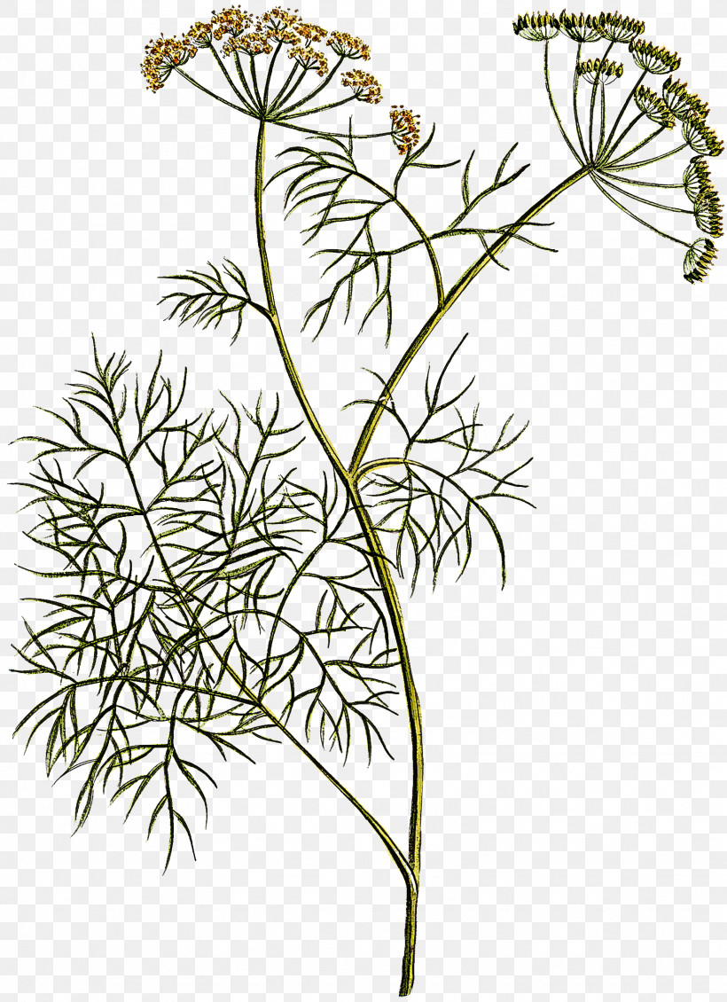 Plant Flower Cow Parsley Heracleum (plant) Parsley Family, PNG, 1741x2400px, Plant, Angelica, Anthriscus, Chamomile, Cow Parsley Download Free