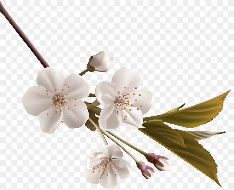 White Flower Clip Art, PNG, 3230x2617px, White, Blossom, Branch, Cherry Blossom, Cut Flowers Download Free
