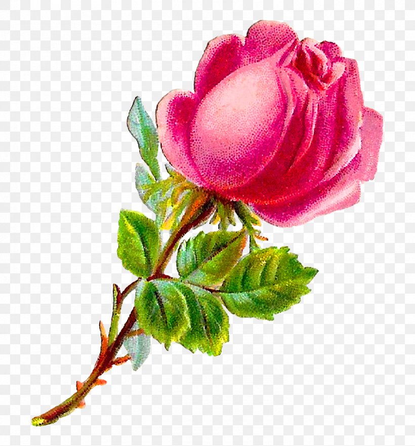 Garden Roses Cabbage Rose Floribunda Pink Clip Art, PNG, 1489x1600px, Garden Roses, Bud, Cabbage Rose, China Rose, Cut Flowers Download Free
