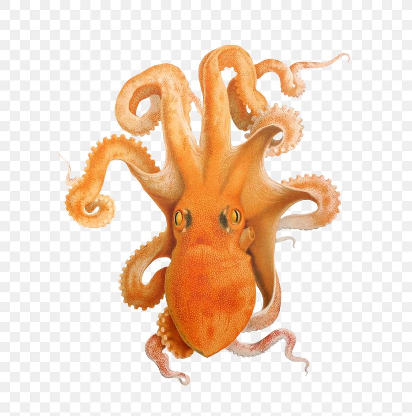 Gulf Of Naples Octopus Cephalopod Clip Art, PNG, 629x827px, Gulf Of Naples, Art, Blog, Cephalopod, Comingio Merculiano Download Free