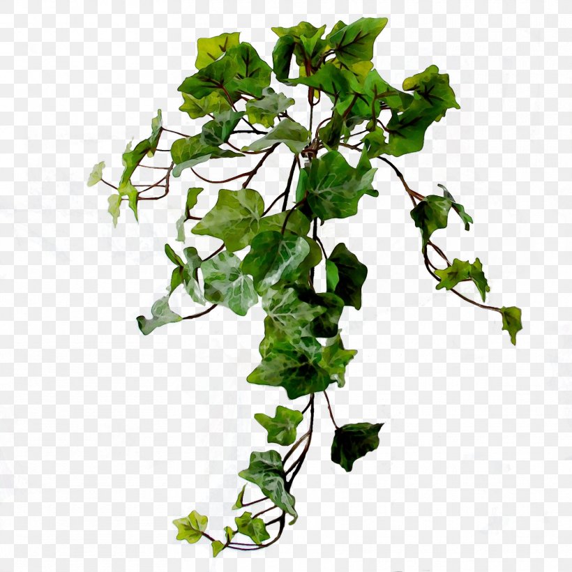 Ivy, PNG, 1716x1716px, Watercolor, Branch, Flower, Flowering Plant, Ivy Download Free