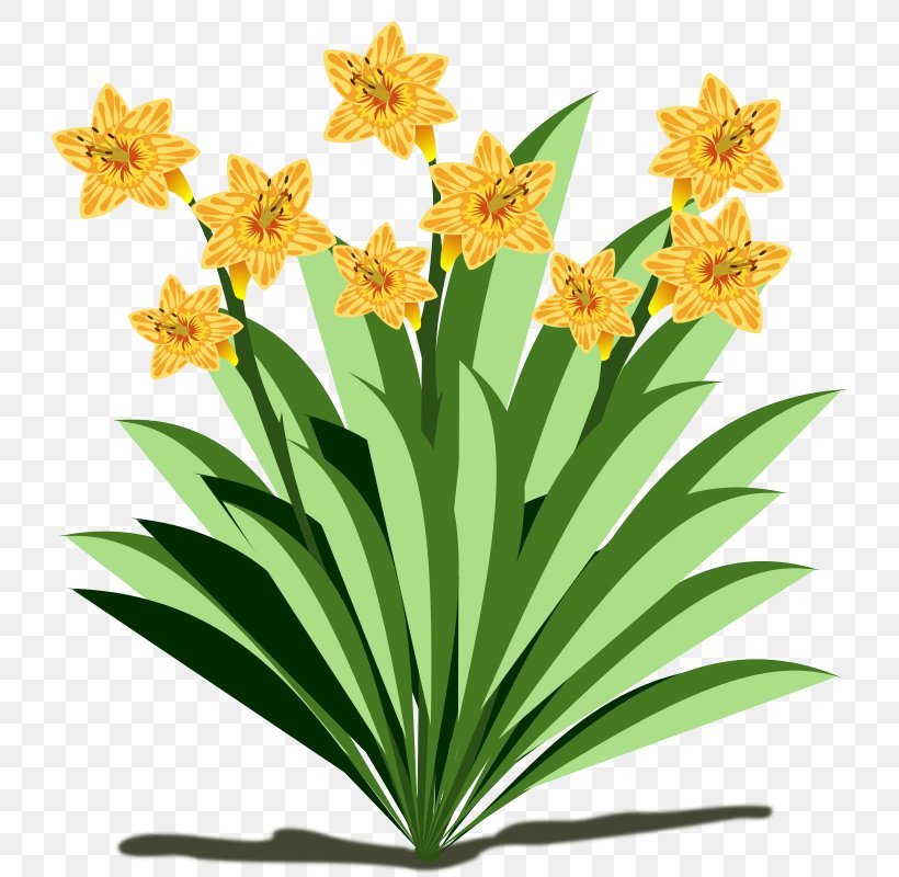 YouTube Clip Art, PNG, 800x800px, Youtube, Amaryllis Family, Animation, Flora, Flower Download Free