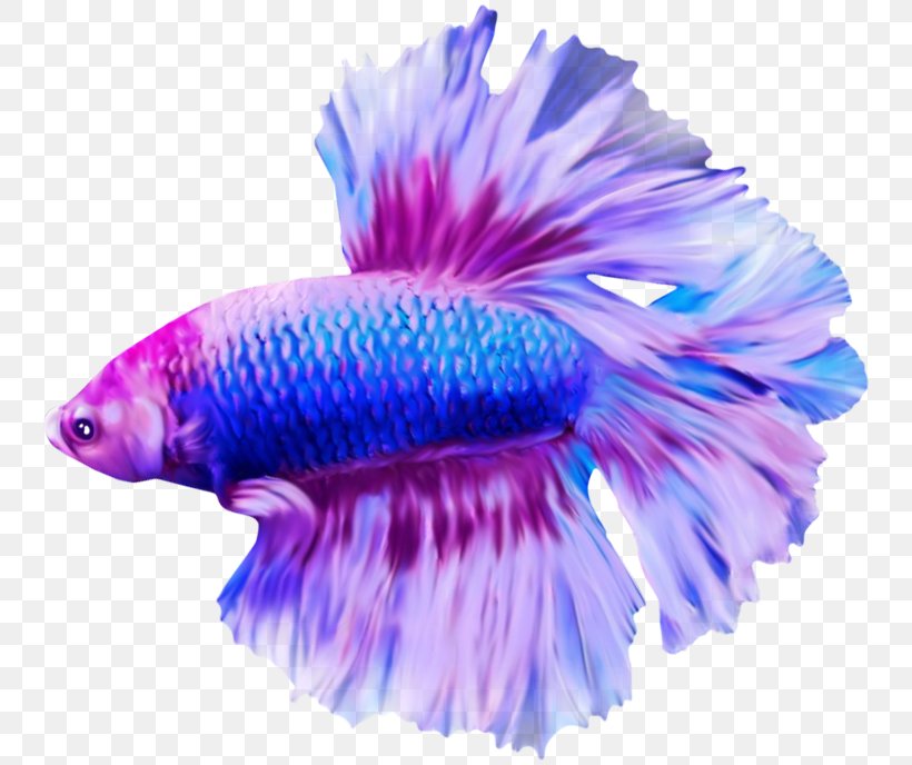 Angelfish Discus, PNG, 750x688px, Fish, Angelfish, Blue, Color, Data Compression Download Free
