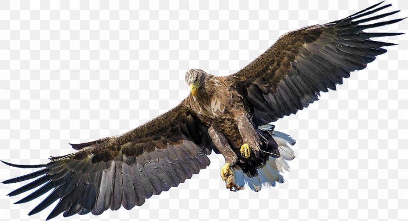 Bald Eagle Bird Golden Eagle Clip Art, PNG, 960x520px, Bald Eagle, Accipitridae, Accipitriformes, Andean Condor, Beak Download Free