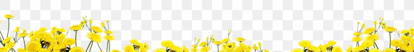 Energy Yellow Commodity Wallpaper, PNG, 2825x358px, Energy, Commodity, Computer, Grass, Grass Family Download Free