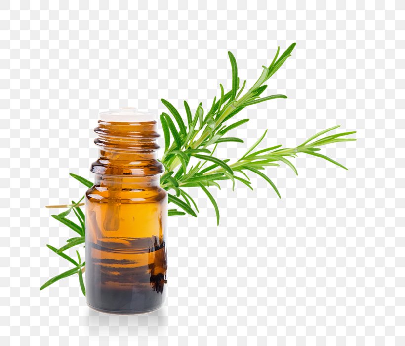 Essential Oil Rosemary Vinaigrette Herb, PNG, 700x700px, Oil, Almond Oil, Aloysia Citrodora, Camphor, Camphor Tree Download Free