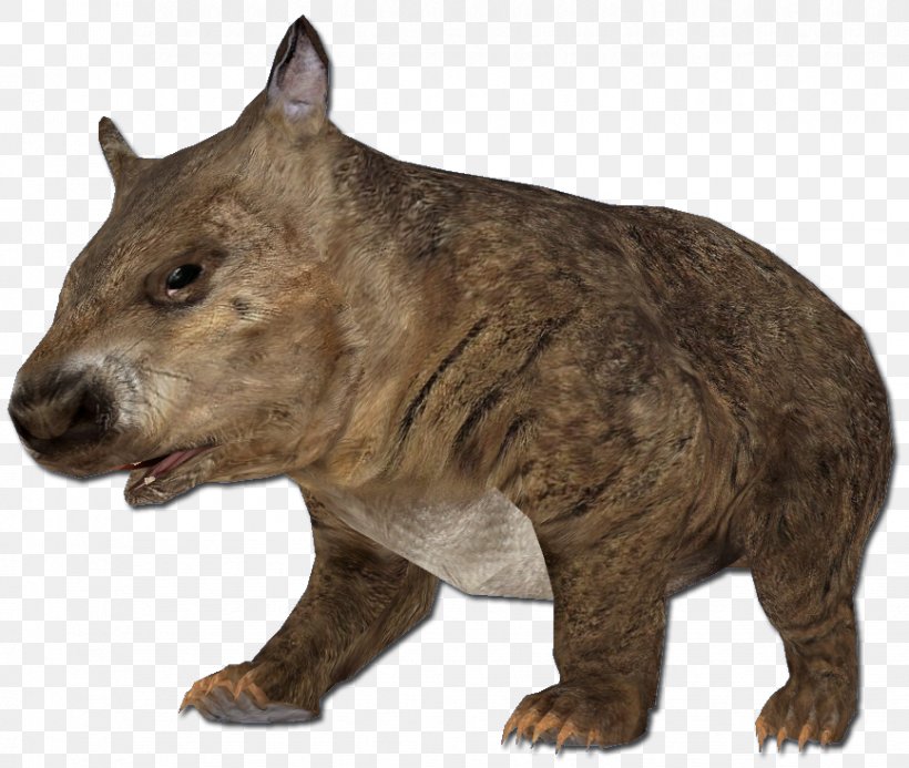 Rodent Animal Southern Hairy-nosed Wombat Mouse, PNG, 867x733px, Rodent, Animal, Biology, Carnivoran, Carnivores Download Free