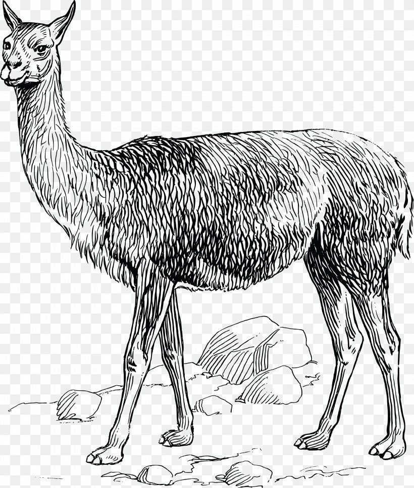 Vicuña Alpaca Llama Clip Art, PNG, 4000x4712px, Alpaca, Antelope, Black And White, Camel Like Mammal, Deer Download Free