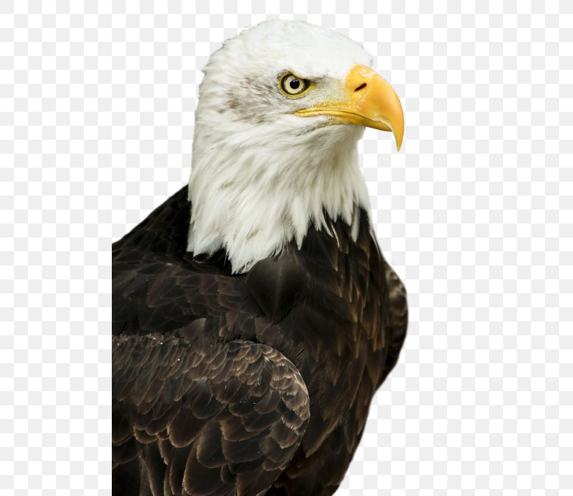Bald Eagle Bird, PNG, 500x710px, Bald Eagle, Accipitriformes, Beak, Bird, Bird Of Prey Download Free