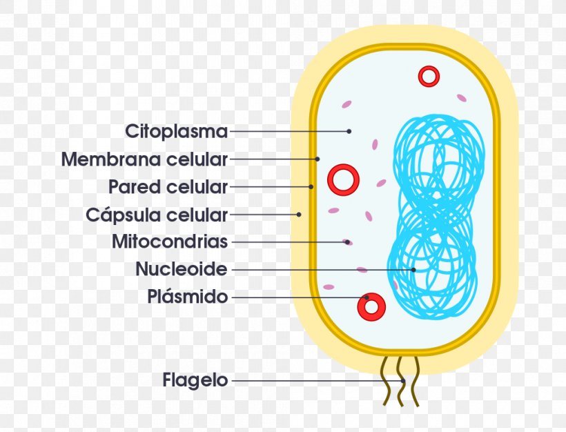 Cell Prokaryote Organelle Eukaryote Bacteria, PNG, 1005x768px, Watercolor, Cartoon, Flower, Frame, Heart Download Free