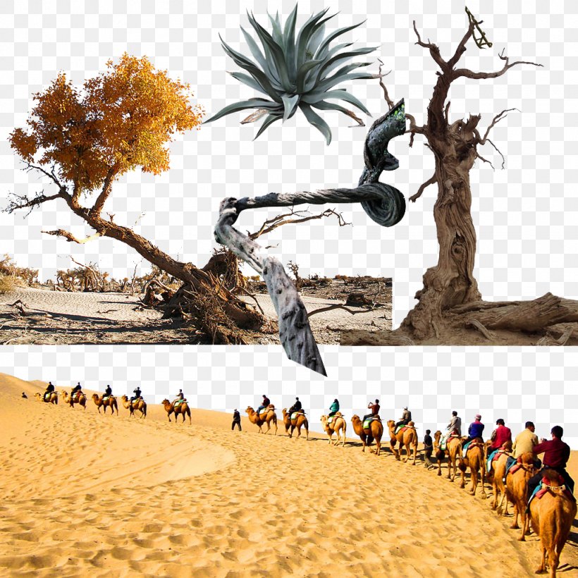 Landscape Tree Desert, PNG, 1024x1024px, Landscape, Desert, Fukei, Information, Photography Download Free