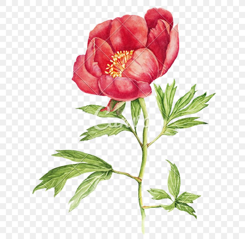 Peony Watercolor Painting Stock Photography Flower Illustration, PNG, 652x800px, Peony, Botany, Chinese Peony, Common Peony, Drawing Download Free