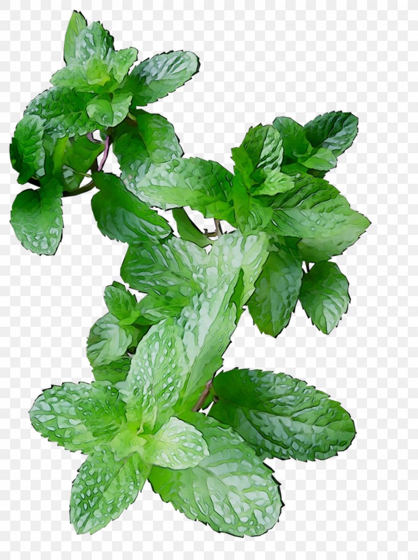Spearmint Herbalism Leaf Peppermint, PNG, 1024x1371px, Spearmint, Annual Plant, Basil, Fines Herbes, Flower Download Free