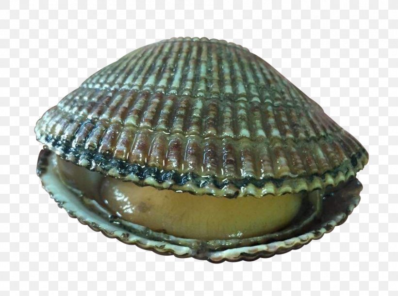 Cockle Clam Seashell Seafood, PNG, 898x670px, Cockle, Abalone, Clam, Clams Oysters Mussels And Scallops, Conchology Download Free