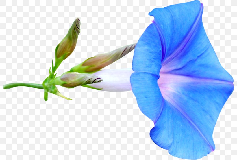 Flower Clip Art, PNG, 800x556px, Flower, Author, Blue, Flowering Plant, Ipomoea Nil Download Free