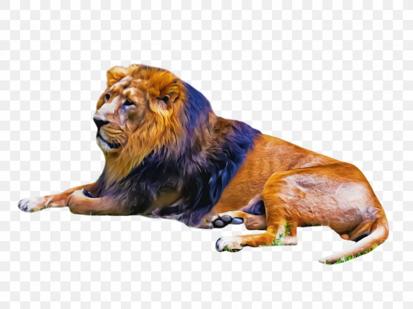 Lion Wildlife Roar Animal Figure Masai Lion, PNG, 2308x1732px, Lion, Animal Figure, Masai Lion, Roar, Wildlife Download Free