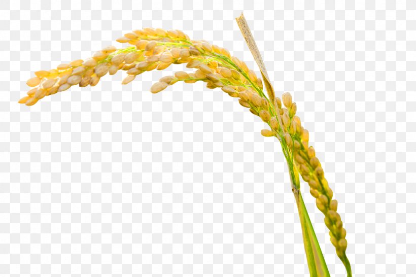 Rice Download Adobe Illustrator, PNG, 1024x683px, Rice, Commodity, Food Grain, Grain, Grass Download Free