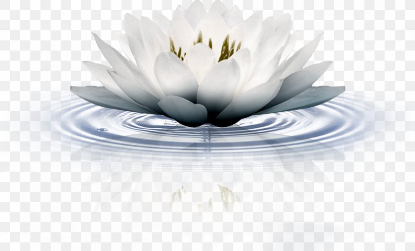 水墨 Sacred Lotus Adobe Photoshop, PNG, 1200x728px, Sacred Lotus, Color, Cup, Flower, Ink Wash Painting Download Free