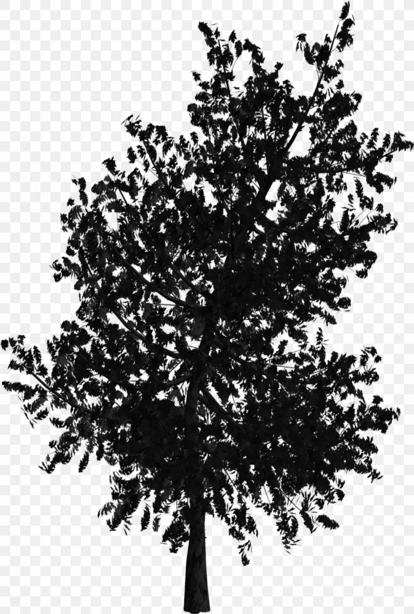 Tree Woody Plant Branch Oak, PNG, 1079x1600px, Tree, Black And White, Branch, Brush, Monochrome Download Free