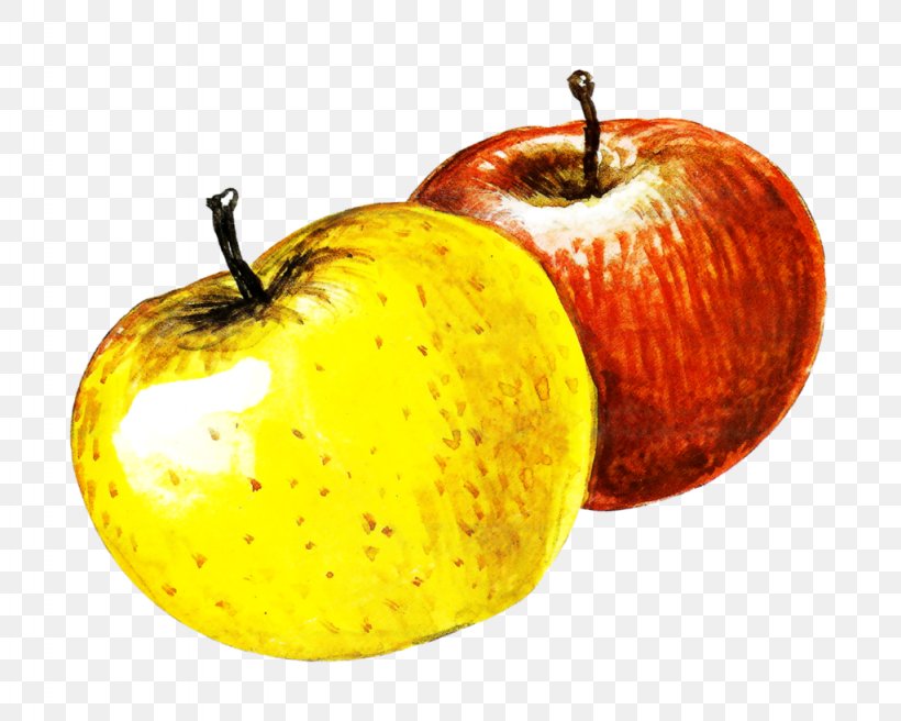 Apple Watercolor Painting Image, PNG, 1024x820px, Apple, Accessory Fruit, Animation, Cartoon, Comics Download Free