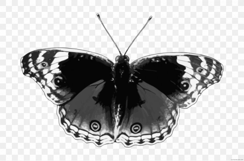 Brush-footed Butterflies Butterfly Moth Pieridae Insect, PNG, 2500x1651px, Brushfooted Butterflies, Arthropod, Black And White, Brush Footed Butterfly, Butterflies And Moths Download Free