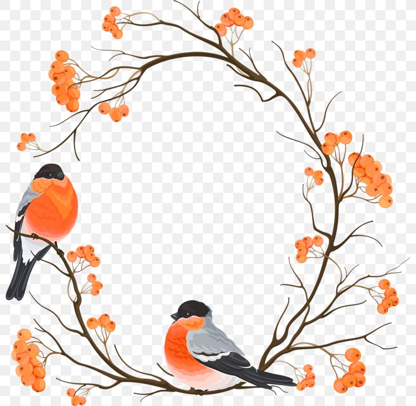 Eurasian Bullfinch Drawing Embroidery Clip Art, PNG, 797x800px, Bird, Artwork, Beak, Branch, Clip Art Download Free