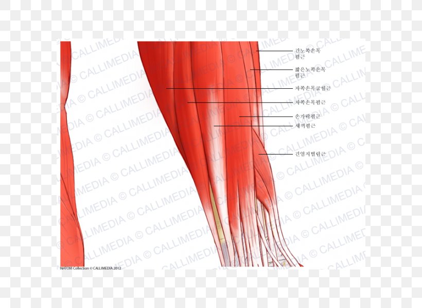 Elbow Extensor Carpi Radialis Longus Muscle Forearm Extensor Carpi Radialis Brevis Muscle, PNG, 600x600px, Watercolor, Cartoon, Flower, Frame, Heart Download Free