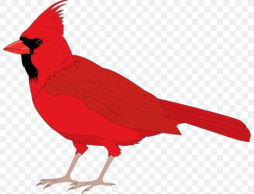 Northern Cardinal St. Louis Cardinals Clip Art, PNG, 800x626px, Northern Cardinal, Beak, Bird, Blog, Cardinal Download Free