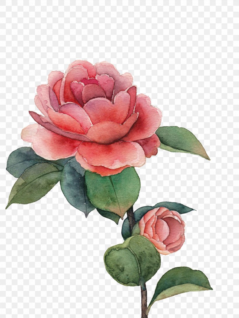 Watercolor Painting Drawing Centifolia Roses, PNG, 2490x3320px, Watercolor Painting, Artificial Flower, Camellia, Centifolia Roses, Color Download Free