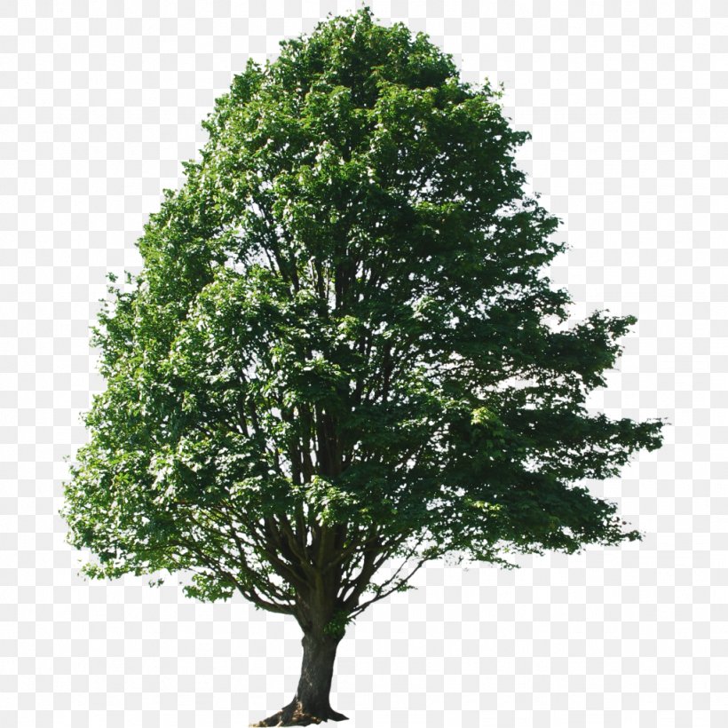 Alnus Glutinosa Tree Oak Sassafras Maple, PNG, 1024x1024px, Alnus Glutinosa, Alder, Birch, Branch, Evergreen Download Free