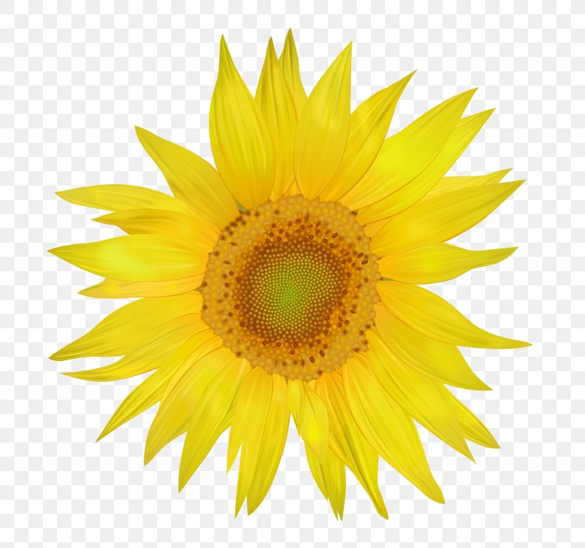 Common Sunflower Clip Art, PNG, 760x768px, Common Sunflower, Daisy Family, Drawing, Flower, Flowering Plant Download Free