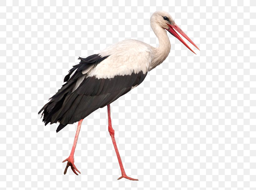 Crane Bird, PNG, 777x608px, White Stork, Asian Openbill, Beak, Bird, Ciconia Download Free