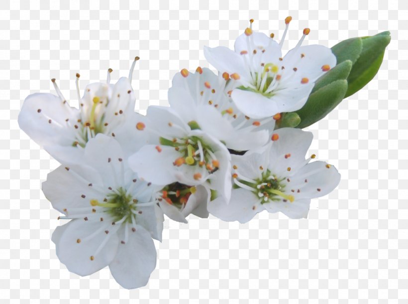 Flower Lilium Clip Art, PNG, 1035x771px, Flower, Art, Blossom, Branch, Cherry Blossom Download Free