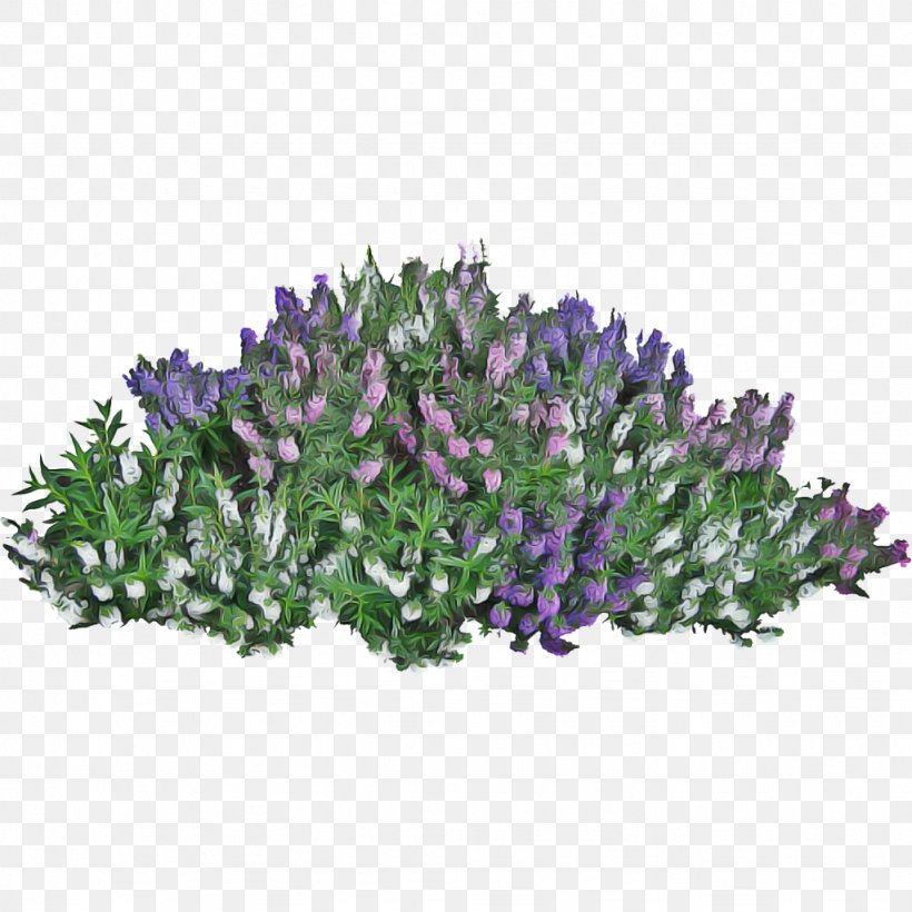 Flowers Background, PNG, 1024x1024px, Shrub, Aquarium Decor, Bellflower, Bellflower Family, Breckland Thyme Download Free