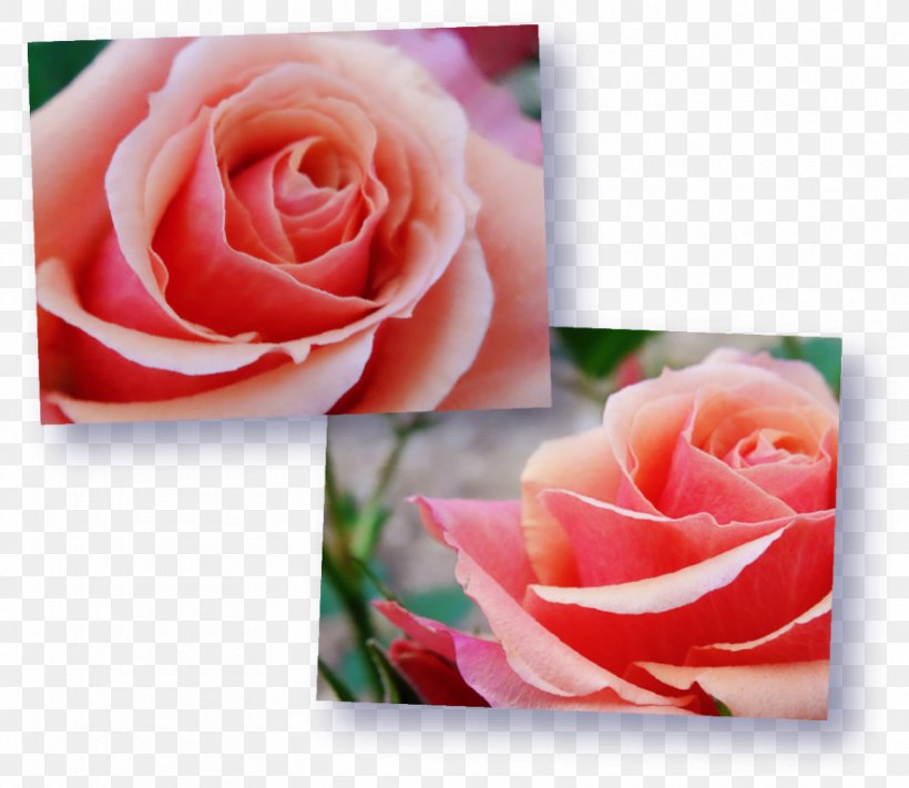 Garden Roses Petal Flower, PNG, 885x768px, Garden Roses, Cliche, Close Up, Cut Flowers, European Pear Download Free