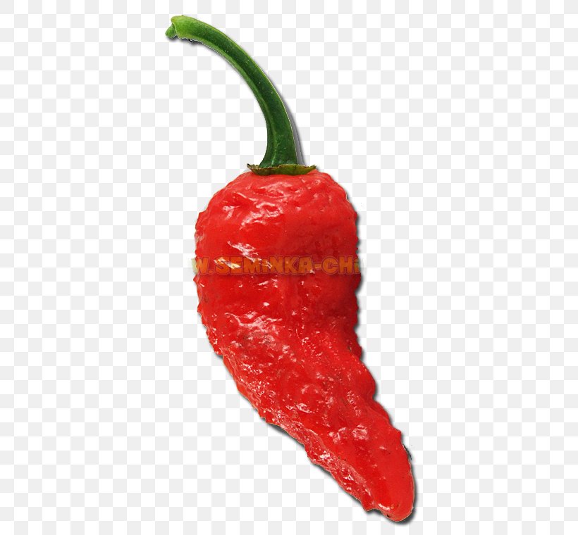 Habanero Tabasco Pepper Serrano Pepper Cayenne Pepper Pasilla, PNG, 380x760px, Habanero, Bell Pepper, Bell Peppers And Chili Peppers, Bhut Jolokia, Capsicum Download Free