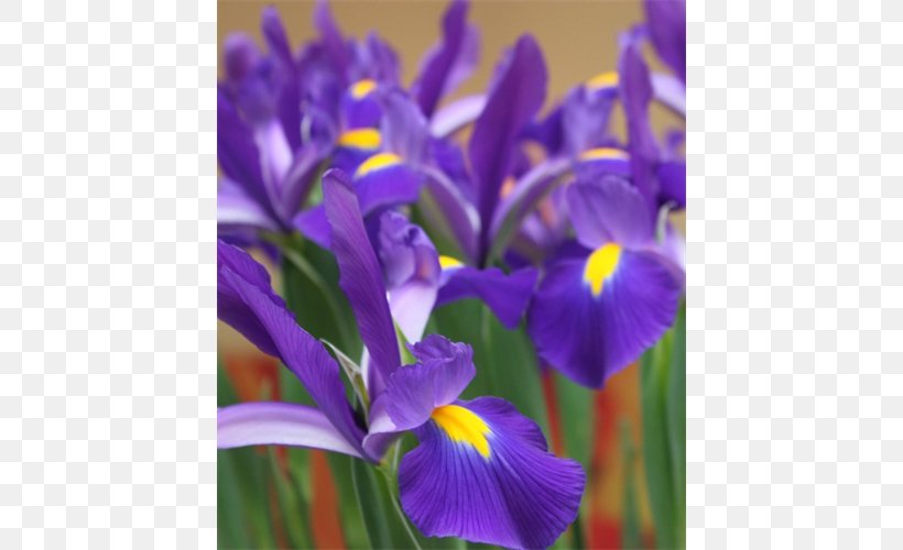 Northern Blue Flag Irises, PNG, 500x500px, Northern Blue Flag, Flower, Flowering Plant, Iris, Iris Family Download Free