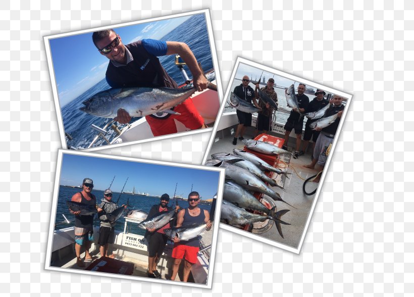 Port Phillip Recreational Boat Fishing Tuna Squid As Food, PNG, 682x588px, Recreational Boat Fishing, Bay, Boat, Fishing, Gummy Download Free