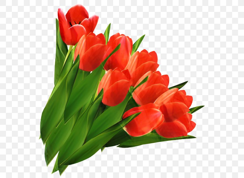 Tulip Flower Bouquet Cut Flowers Clip Art, PNG, 574x599px, Tulip, Anthurium, Botany, Bouquet, Cut Flowers Download Free