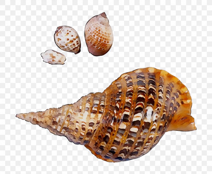 Cockle Seashell Conchology Snail, PNG, 1306x1070px, Cockle, Conch, Conchology, Geography Cone, Lymnaeidae Download Free