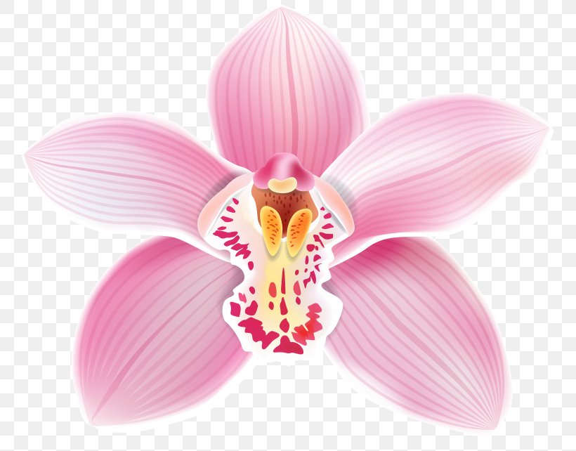 Flower Moth Orchids Clip Art, PNG, 768x642px, Flower, Cut Flowers, Flowering Plant, Magenta, Moth Orchid Download Free