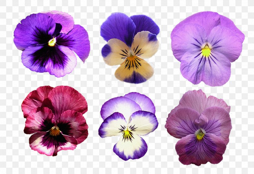 Pansy Clip Art, PNG, 2354x1608px, Pansy, Color, Digital Image, Flower, Flowering Plant Download Free